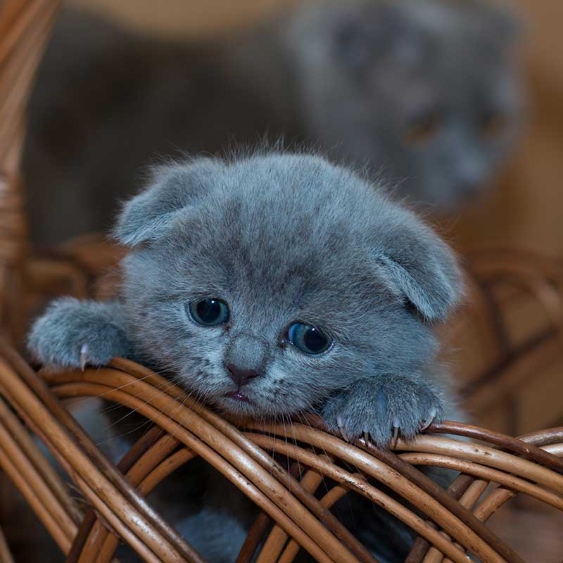 Small gray cat in a basket