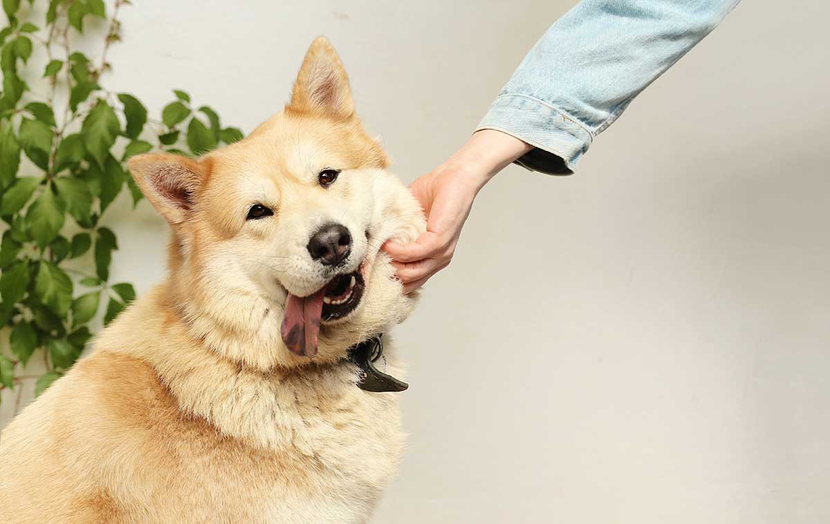 Happy dog with tongue hanging out