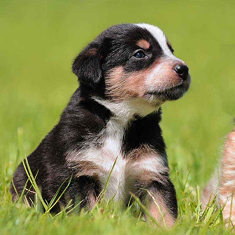 Happy black and white puppy in the grass