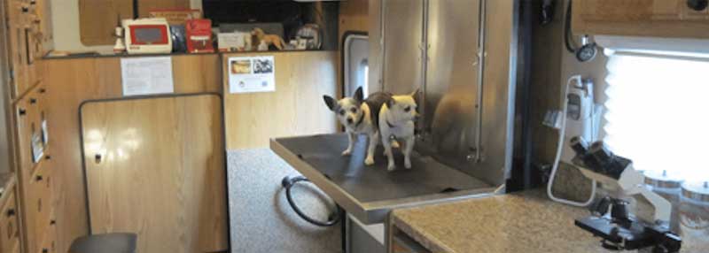 two dogs in mobile clinic